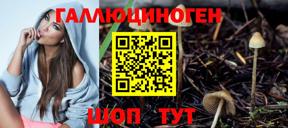 Гулькевичи  Псилоцибиновые грибы Psilocybine cubensis  Вход с VPN 